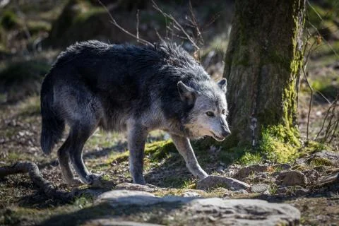 Black wolf in the forest Stock Photos
