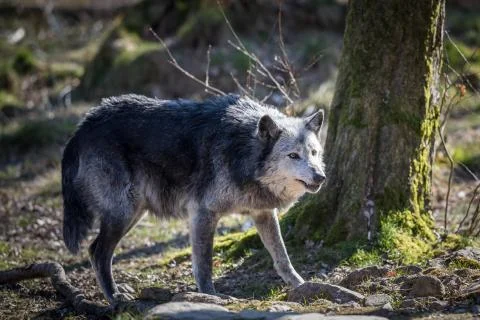 Black wolf in the forest Stock Photos