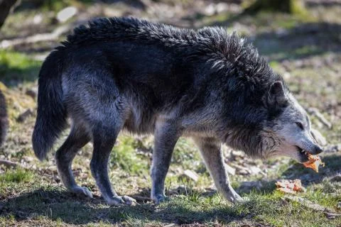 Black wolf in the forest Foto stock