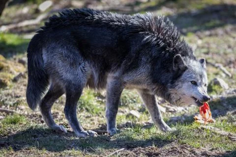 Black wolf in the forest Stock Photos