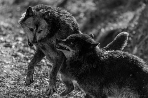 Black wolf in the forest Stock Photos