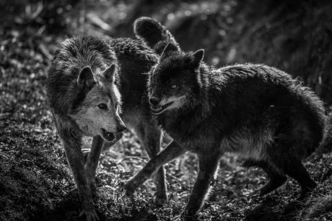 Black wolf in the forest Stock Photos