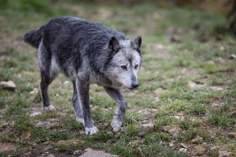 Black wolf in the forest Stock Photos