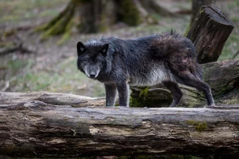 Black wolf in the forest Stock Photos