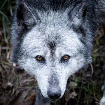 Black wolf in the forest Stock Photos