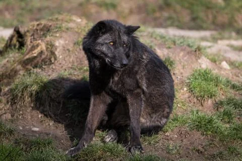 Black wolf in the forest Stock Photos