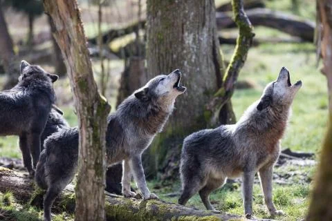 Black wolf in the forest Stock Photos