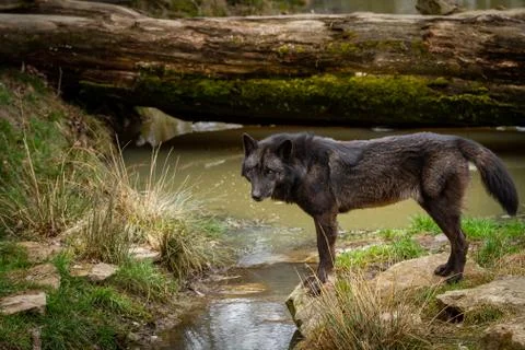 Black wolf in the forest Foto stock