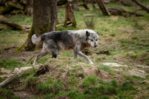 Black wolf in the forest Foto stock