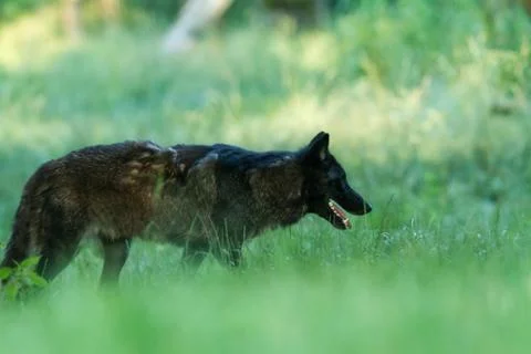 Black wolf in the forest Stock Photos