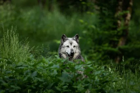 Black wolf in the forest Foto stock