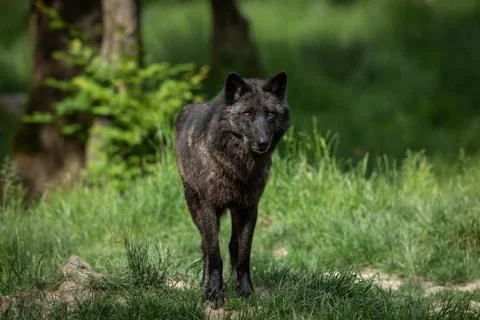 Black wolf in the forest Stock Photos