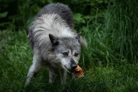 Black wolf in the forest Stock Photos