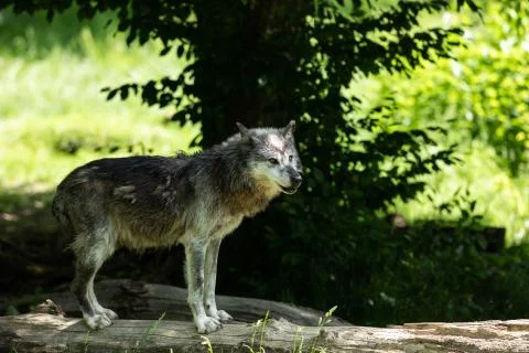 Black wolf in the forest Stock Photos