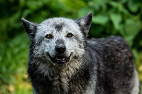 Black wolf in the forest Foto stock