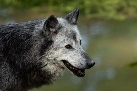 Black wolf in the forest Stock Photos