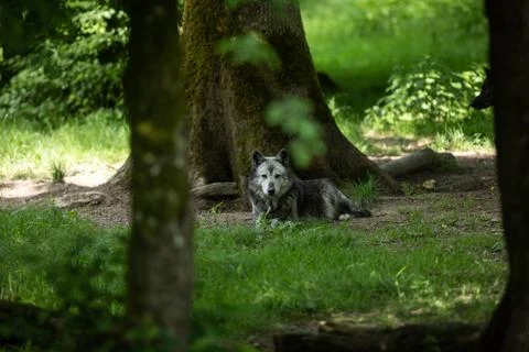 Black wolf in the forest Stock Photos