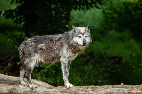 Black wolf in the forest Stock Photos