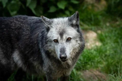 Black wolf in the forest Foto stock