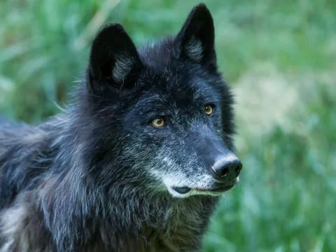 Black wolf in the forest Stock Photos