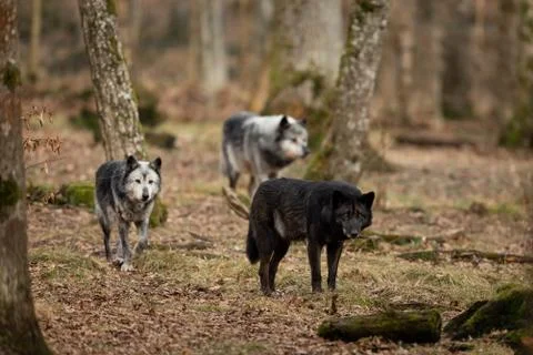 Black wolf in the forest Stock Photos