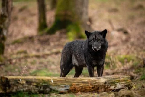 Black wolf in the forest Stock Photos
