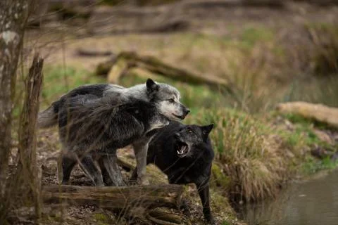Black wolf in the forest Stock Photos
