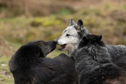 Black wolf in the forest Stock Photos