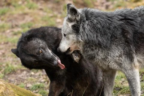Black wolf in the forest Foto stock