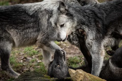 Black wolf in the forest Foto stock