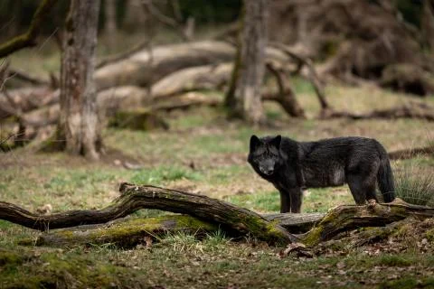 Black wolf in the forest Stock Photos