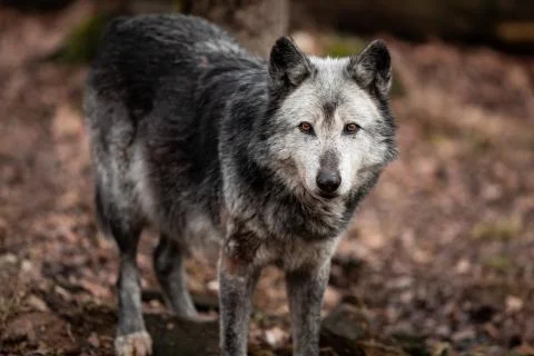 Black wolf in the forest Foto stock