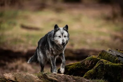 Black wolf in the forest Stock Photos