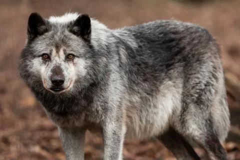 Black wolf in the forest Stock Photos