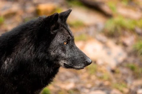 Black wolf in the forest Foto stock
