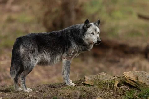 Black wolf in the forest Stock Photos
