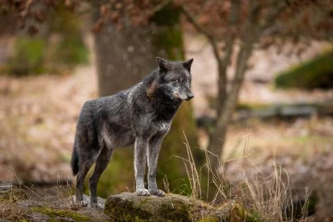 Black wolf in the forest Foto stock