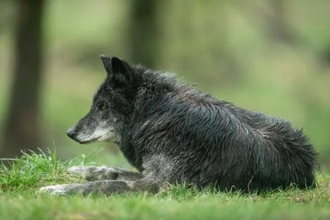 Black wolf in the forest Stock Photos
