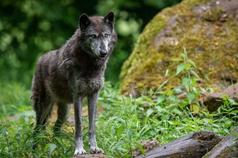Black wolf in the forest Stock Photos