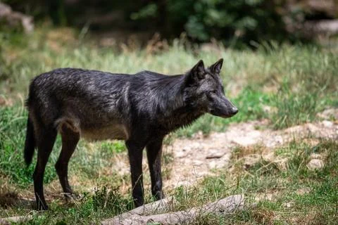 Black wolf in the forest Stock Photos