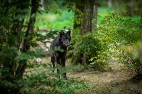 Black wolf in the forest Stock Photos