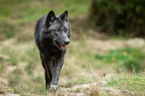 Black wolf in the forest Stock Photos