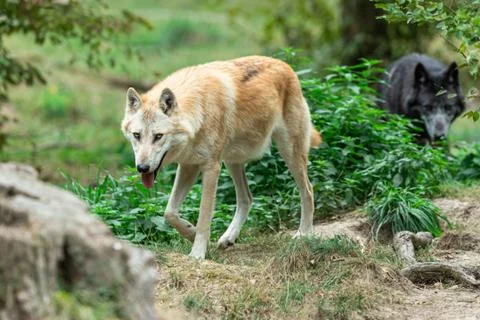 Black wolf in the forest Stock Photos