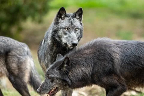 Black wolf in the forest Stock Photos