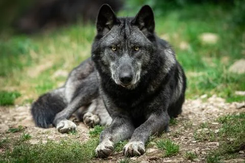 Black wolf in the forest Stock Photos