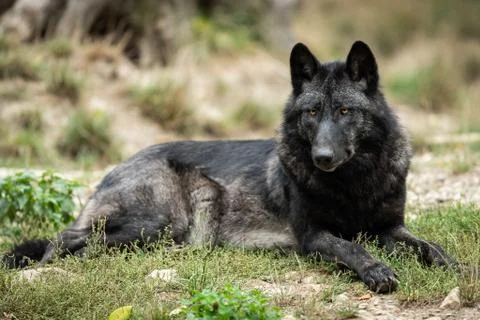 Black wolf in the forest Foto stock