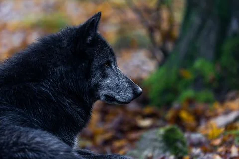 A black wolf in the forest Stock Photos