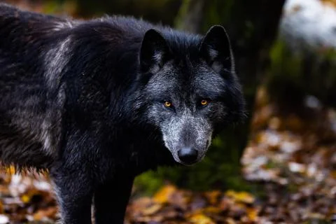 Black wolf in a forest Stock Photos
