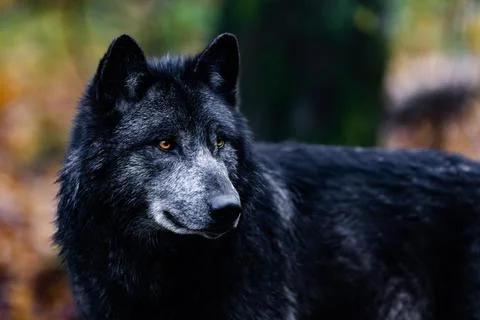 A black wolf in the forest Stock Photos