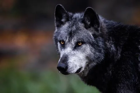 A black wolf in the forest Stock Photos